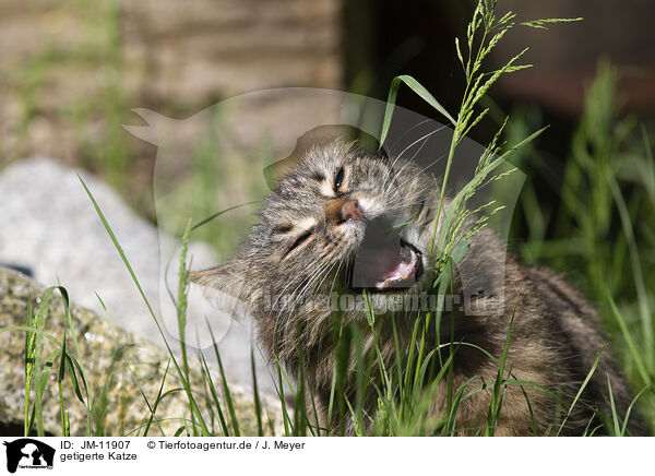 getigerte Katze / tabby cat / JM-11907