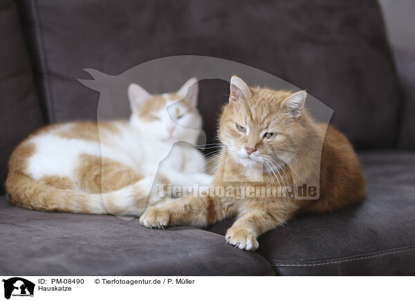 Hauskatze / domestic cat / PM-08490