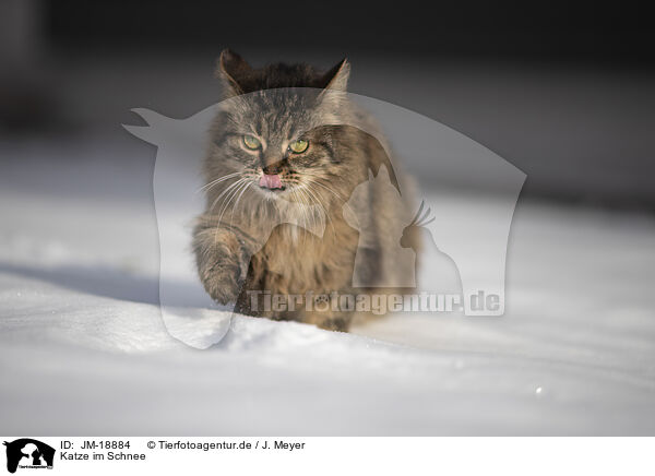 Katze im Schnee / JM-18884