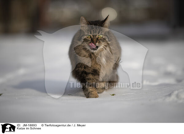 Katze im Schnee / JM-18893