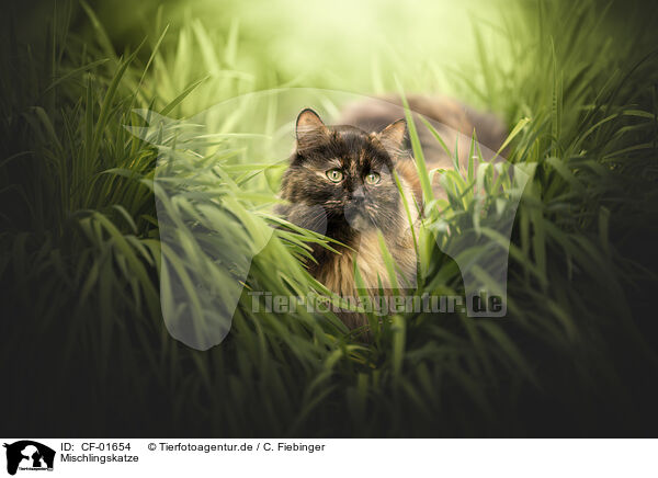 Mischlingskatze / crossbreed cat / CF-01654