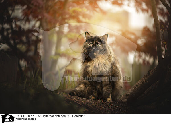 Mischlingskatze / crossbreed cat / CF-01657