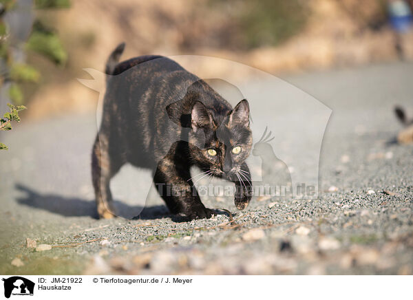 Hauskatze / doemstic cat / JM-21922