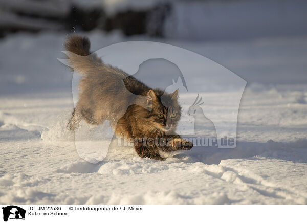 Katze im Schnee / Cat in the snow / JM-22536