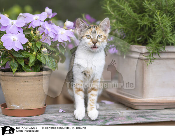 junge Hauskatze / young cat / KAB-02283