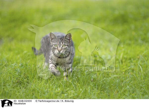 Hauskatze / domestic cat / KAB-02404