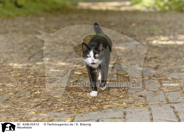 Hauskatze / domestic cat / KAB-02412