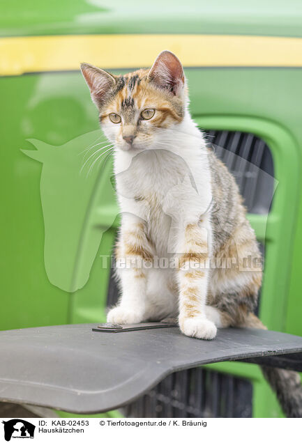 Hausktzchen / young domestic cat / KAB-02453