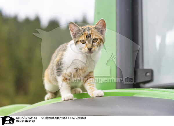 Hausktzchen / young domestic cat / KAB-02458