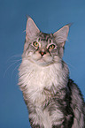 Maine Coon