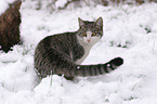 Katze im Schnee