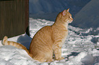 Hauskatze im Schnee