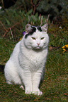 Hauskatze