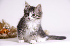 junger Maine-Coon-Mischling