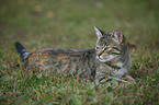 Katze liegt im Gras