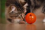 Katze mit Futterball