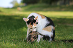 Mutterkatze mit Ktzchen