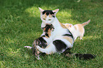 Mutterkatze mit Ktzchen