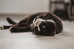 schwarz-weie Katze