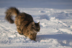 Katze im Schnee