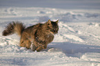 Katze im Schnee