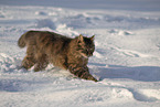 Katze im Schnee