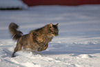 Katze im Schnee