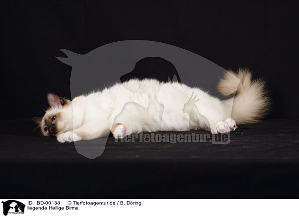 liegende Heilige Birma / lying cat / BD-00138