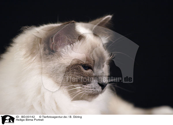 Heilige Birma Portrait / cat portrait / BD-00142