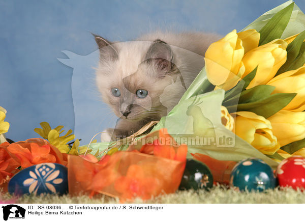 Heilige Birma Ktzchen / Sacred Birman kitten / SS-08036