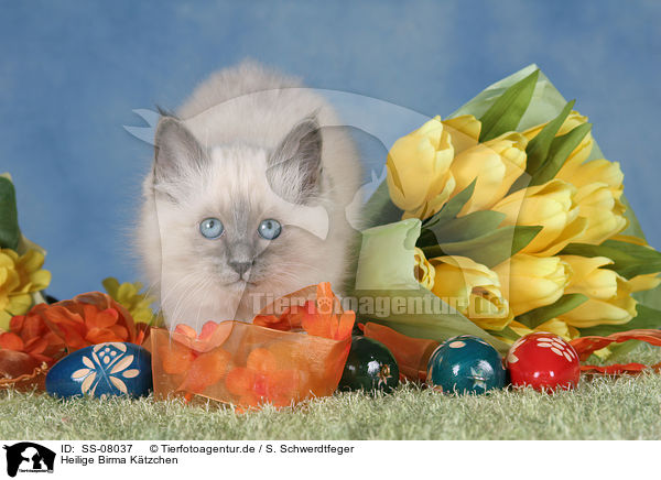 Heilige Birma Ktzchen / Sacred Birman kitten / SS-08037