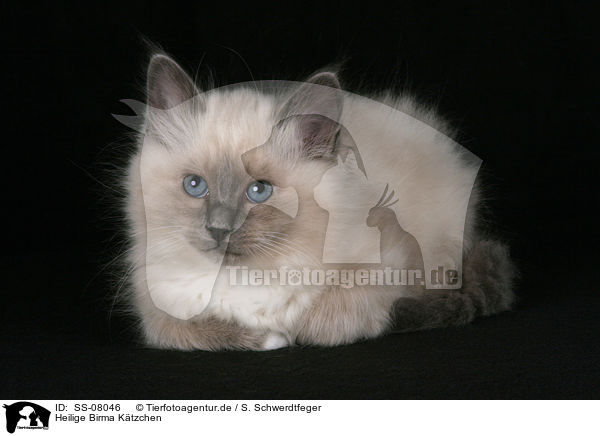 Heilige Birma Ktzchen / Sacred Birman kitten / SS-08046