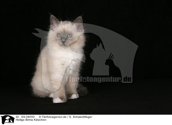 Heilige Birma Ktzchen / Sacred Birman kitten / SS-08050