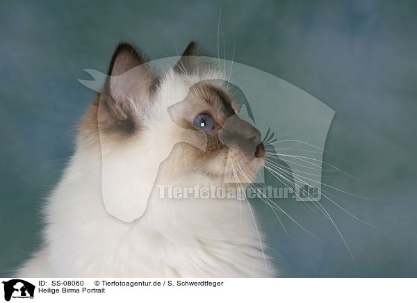 Heilige Birma Portrait / Sacred Birman Portrait / SS-08060