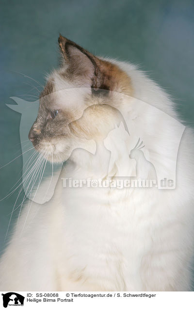 Heilige Birma Portrait / Sacred Birman Portrait / SS-08068