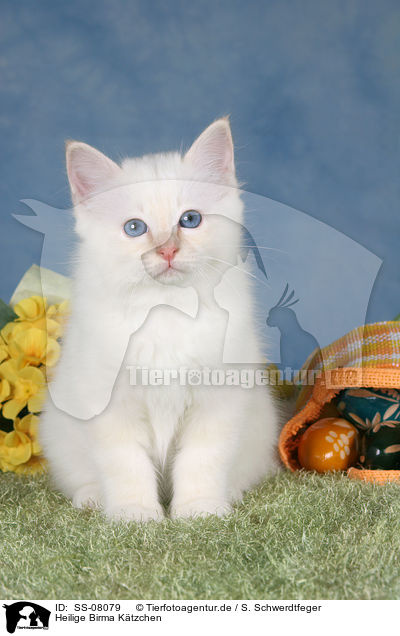 Heilige Birma Ktzchen / Sacred Birman kitten / SS-08079