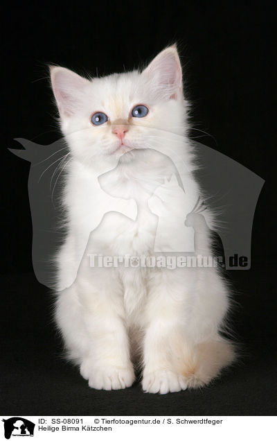 Heilige Birma Ktzchen / Sacred Birman kitten / SS-08091