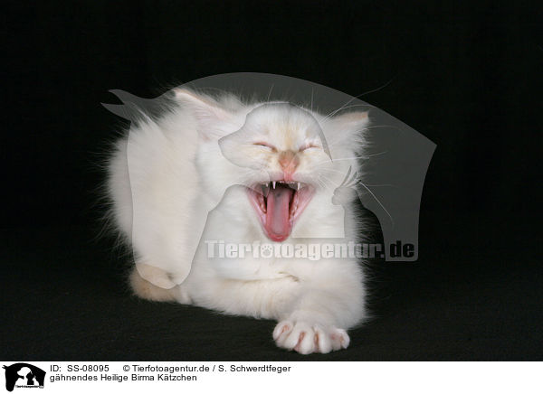 ghnendes Heilige Birma Ktzchen / yawning kitten / SS-08095