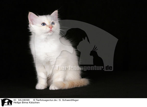 Heilige Birma Ktzchen / Sacred Birman kitten / SS-08096