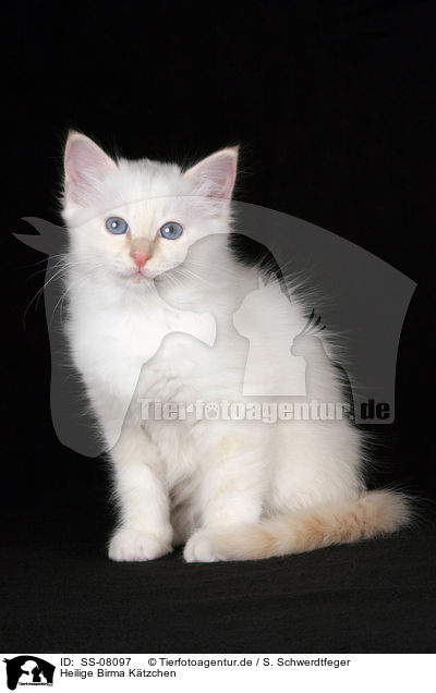 Heilige Birma Ktzchen / Sacred Birman kitten / SS-08097