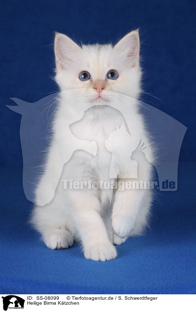 Heilige Birma Ktzchen / Sacred Birman kitten / SS-08099