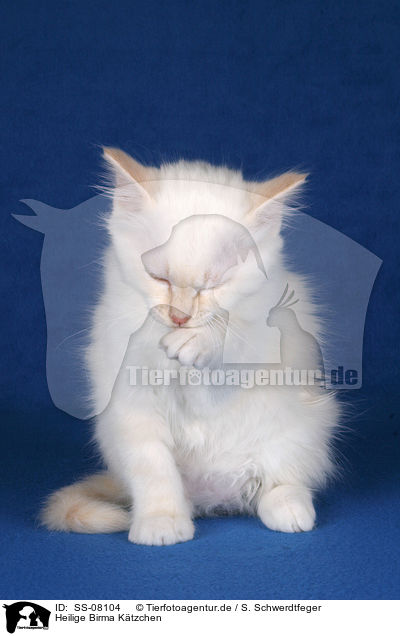 Heilige Birma Ktzchen / Sacred Birman kitten is cleaning itself / SS-08104