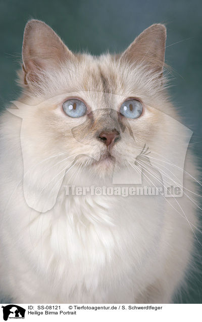 Heilige Birma Portrait / Sacred Birman Portrait / SS-08121