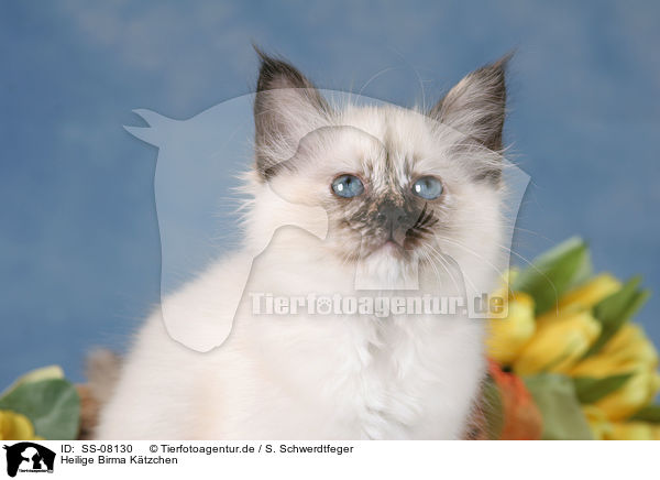 Heilige Birma Ktzchen / Sacred Birman kitten / SS-08130