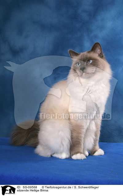 sitzende Heilige Birma / sitting Sacred Birman / SS-09568