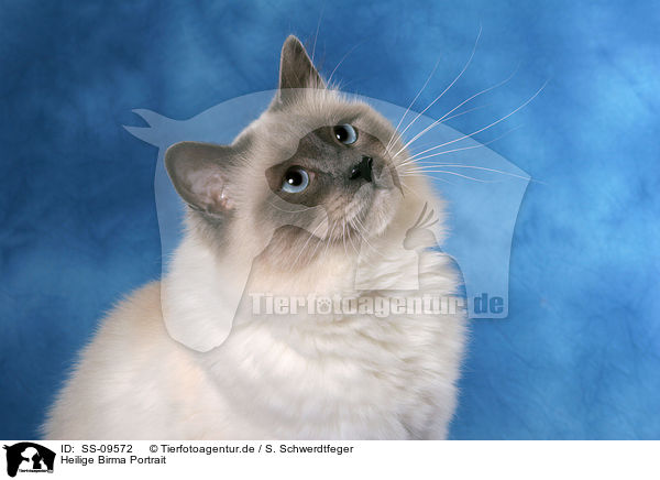 Heilige Birma Portrait / Sacred Birman Portrait / SS-09572