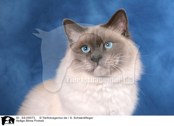 Heilige Birma Portrait / Sacred Birman Portrait / SS-09573