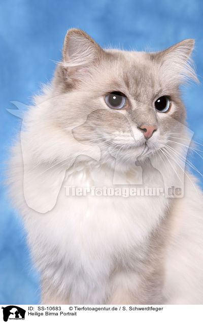 Heilige Birma Portrait / Sacred Birman Portrait / SS-10683