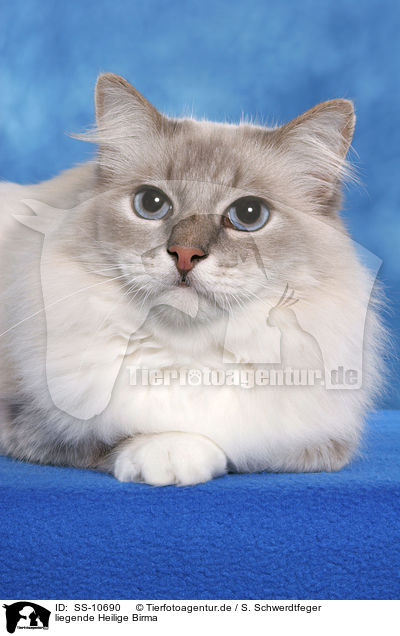 liegende Heilige Birma / lying Sacred Birman / SS-10690