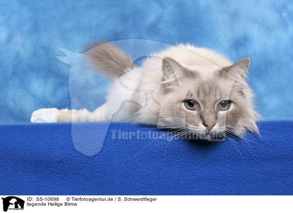 liegende Heilige Birma / lying Sacred Birman / SS-10698